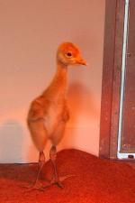 Yellow Blue Yellow on 22nd May 2013 Yellow Blue Yellow on 22nd May 2013